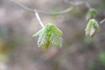 leaves on a branch
