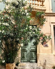Arles, France. Street view of old town. Pale beige yellow shabby wall, light green wooden door and blossoming tree. White and pink flowers. Balcony with balusters above door