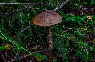 The Brown Birch Bolete (Leccinum scabrum) is an edible mushroom .