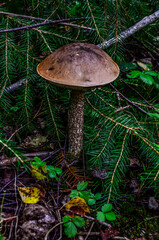 The Brown Birch Bolete (Leccinum scabrum) is an edible mushroom .