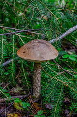 The Brown Birch Bolete (Leccinum scabrum) is an edible mushroom .
