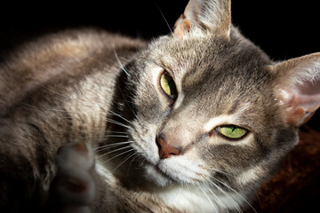 cat portrait confident manly cute calm shadows light 