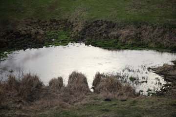 reeds in the water