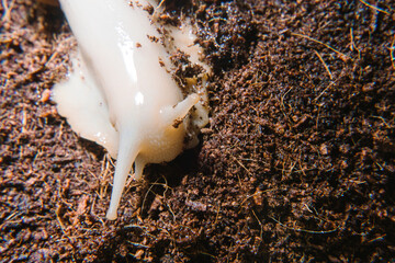 Achatina snail close-up in the ground