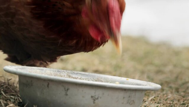 Red chicken eats grain on a free range farm, chicken on an organic farm