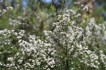 flowers in spring