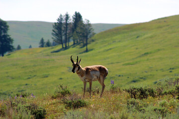 Animals of the American West