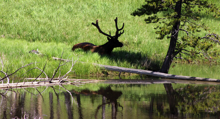 Animals of the American West