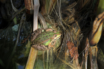 Green frog in the pond