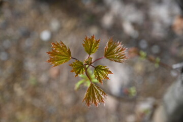 spring leaves on a tree