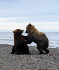 Fototapeta premium Grizzly Bears of Alaska