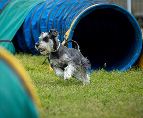 Dog doing agility