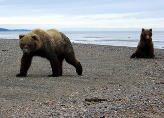 Grizzly Bears of Alaska