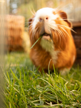 Guineapig Images – Browse 822 Stock Photos, Vectors, and Video | Adobe Stock