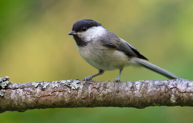 Willow Tit (Poecile montanus) alerted posing on an old lichen covered branch 