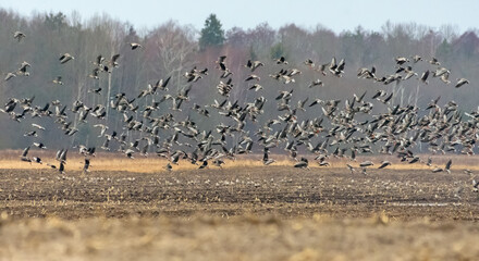Large herd of Bean geese (Anser fabalis) and Greater White-fronted Geese (Anser albifrons) flying...