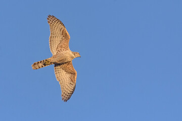Young northern goshawk (Accipiter gentilis) in speedy flight in blue sky with illuminated body and wings 
