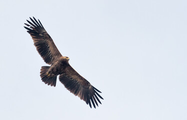 Obraz premium Adult Lesser spotted eagle (Clanga pomarina) soars in light sky during spring migration season 