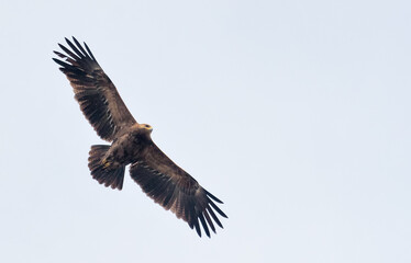 Adult Lesser spotted eagle (Clanga pomarina) soars in light sky during spring migration season 