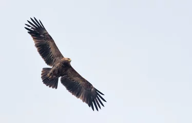 Poster Adult Lesser spotted eagle (Clanga pomarina) soars in light sky during spring migration season  © NickVorobey.com