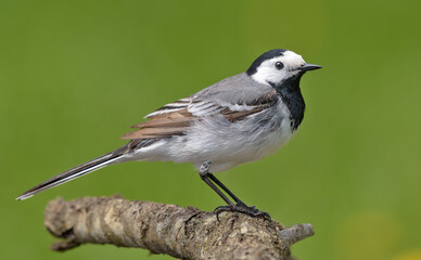 Adult male White wagtail (Motacilla alba) posing on small branch with clean green background in summer