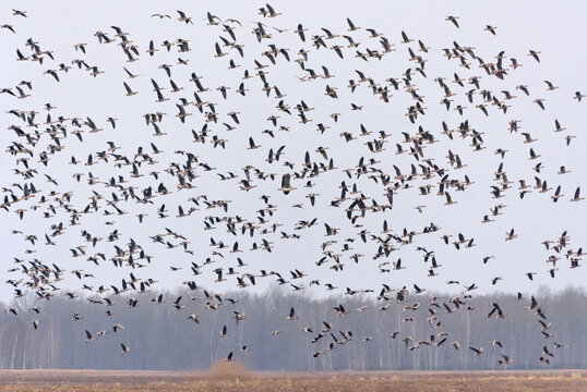 Large herd of Bean geese (Anser fabalis) and Greater White-fronted Geese (Anser albifrons) in flight over trees near the field in spring 