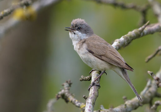 Adult male Lesser whitethroat (Curruca curruca) sings his cute song as he sits on small bush branches