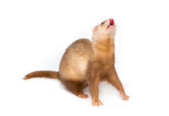 Ferret on a white background is insulated. Light color of the pet. Ermine, weasel, marten.