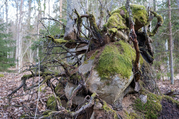 The roots of an old oak tree growing over and around the rocks and boulders