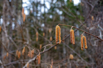 birch branch with buds earrings. spring awakening of nature. Spring allergy concept
