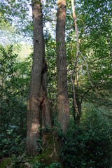 FU 2021-07-23 Remagen 103 Im Wald stehen markante Bäume parallel