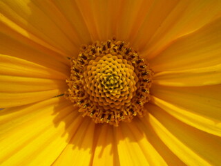 Closeup Yellow Flower