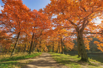 Naklejka premium View of the city park at autumn morning.