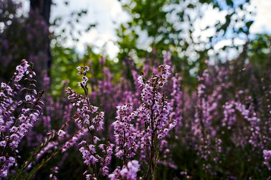 Tiny flowers of a blooming heather bush in a forest