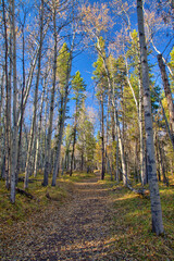 Hiking trail in the Kananaskis region of the Canadian Rockies in autumn with golden aspen trees