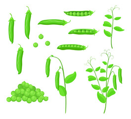 Set of fresh green peas in cartoon style. Vector illustration of vegetables large and small sizes, closed and open pods, a bunch of peas, stalks with pods and leaves on white background.