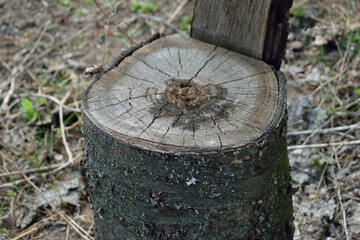 untreated stump, like a chair in nature, close-up