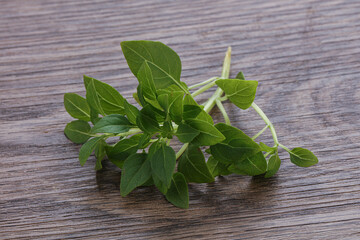 Young fresh green basil leaves