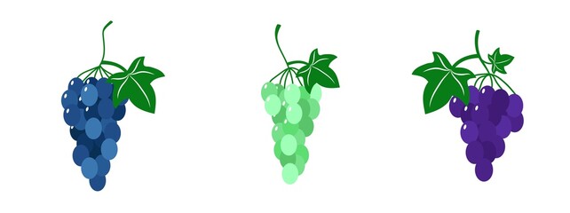 a set of bunches of grapes. vector illustration