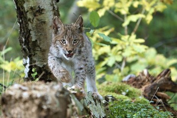 Young Rys Eurasijský (Lynx Lynx), - obrazy, fototapety, plakaty