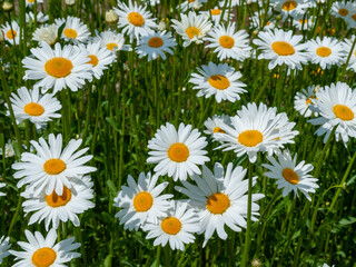 Field of beautiful daisies in sunshine