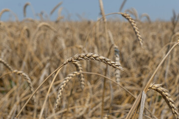 Fototapeta premium ripe rye ears on background of summer field ofrye and blue sky. Agricultural and harvesting concept