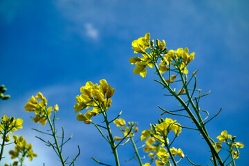 Canola oil field in France in spring. 