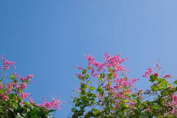 Pink flowers blue sky background