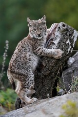 Young Rys Eurasijský (Lynx Lynx),