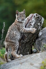 Naklejka na ściany i meble Young Rys Eurasijský (Lynx Lynx),