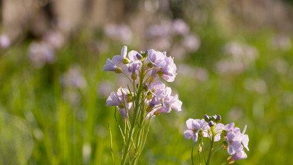 Flres silvestres moradas en arbusto en el campo