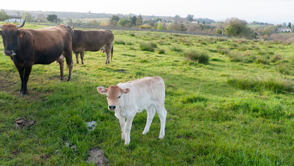Ternero blanco junto a vacas marrones en pradera de hierba verde