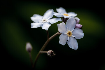 Fototapeta na wymiar Forget-me-not. Macro shot of a group of blue forget-me-not flowers. Forest grass blossoms. 