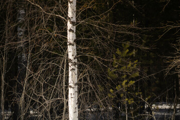 Spring in the Ural village of Sulyom (Sulem), Sverdlovsk region. April 2022
Весна в...